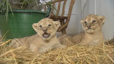 В чешском зоопарке родились редкие берберийские львята