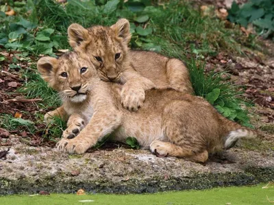 Скачать обои львы, львята, детеныши, lions, the cubs разрешение 640x960  #159389