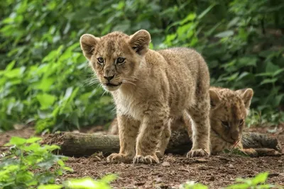 Сотрудники зоопарка показали новорожденных львят вместе с их мамой | Пикабу