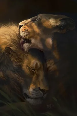 Картинки львица и львенок обои