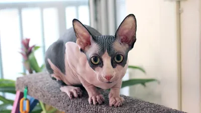 Бамбино, Dwarfcat или бесшерстная коротколапая карликовая кошка. | Пикабу