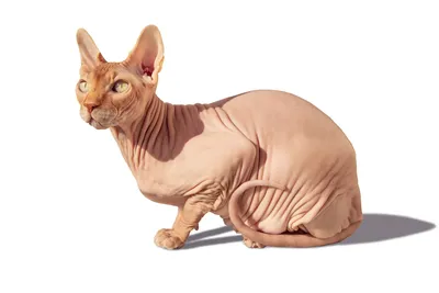 Сфинкс кошка: фото, характер, описание породы