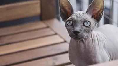 ✓ Лысые кошки – это отсутствие шерстяного покрова и милые складочки на коже  - YouTube