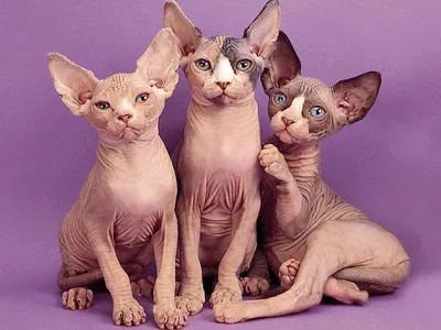 Милые лысые кошки - 73 фото