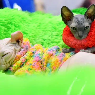 Лысые кошки - новые жители Котов» — создано в Шедевруме