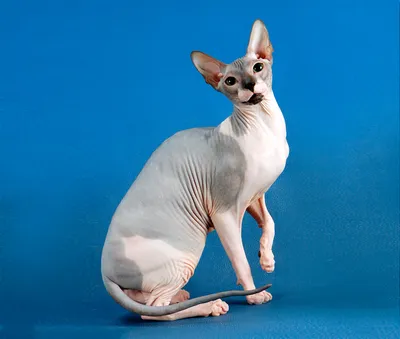 Толстая лысая кошка (27 фото) | Кошка сфинкс, Кошки, Кот