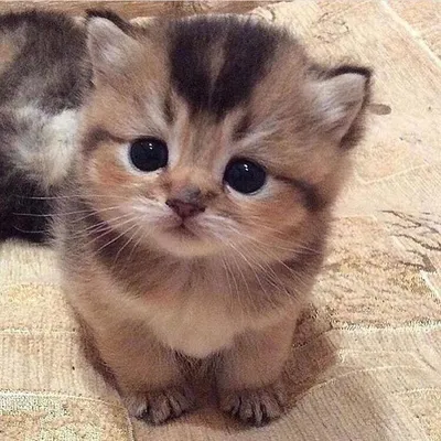 20 замечательно-умилительных фотографий маленьких котят