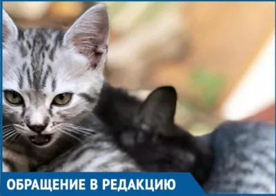 В добрые руки: Бездомные котята, найденные на улицах Пскова