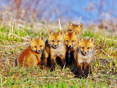 Лисы - 160 фото. Красивые и смешные лисицы - домашние и дикие