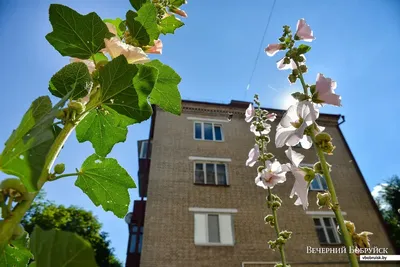 Мальвы в городе: скромное обаяние «деревенских цветов» | bobruisk.ru
