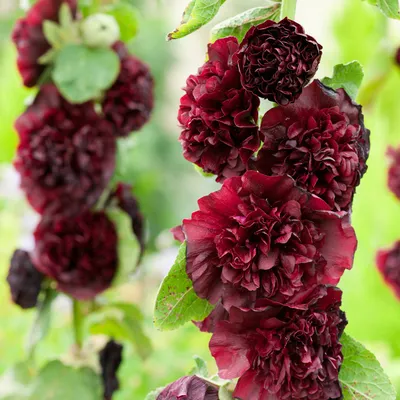 Мальва махровая темно-бордовая - купить семена цветов с доставкой по  Украине в магазине Добродар
