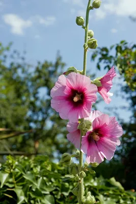 Цветы Мальва Мальвы - Бесплатное фото на Pixabay - Pixabay