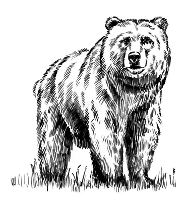 Медведь карандашом - 67 фото