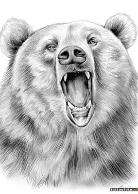 Как нарисовать медведя - поэтапная инструкция по рисования, бурого и белого  медведя