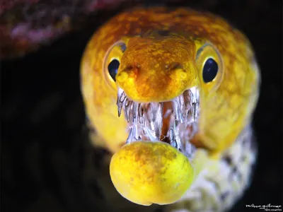 Мурена – экзотический житель аквариума