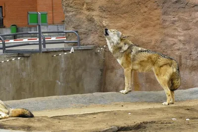 Ученые впервые отследили волка, сбежавшего из Чернобыльской зоны отчуждения  (Science Alert, Австралия) | 07.10.2022, ИноСМИ