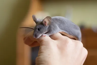 Ученые выяснили, что выберет мышь: поесть или попить