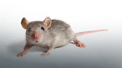 Чем опасны и полезны летучие мыши для человека - Российская газета