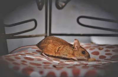 Мыши в доме: 5 способов бороться с грызунами - archidea.com.ua