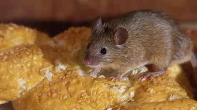 Виды и породы мышей - описание, фото, содержание и уход за мышью в домашних  условиях | Заповедник
