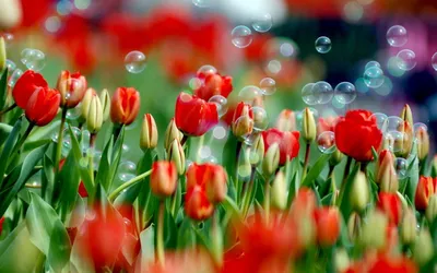 Весеннее настроение - Весна - Природа - Картинки на рабочий стол