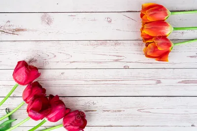 Цветы тюльпанов днем тюльпаны на рабочий стол Фон И картинка для бесплатной  загрузки - Pngtree