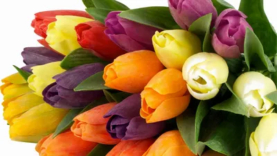 Картинка на рабочий стол цветок, тюльпаны, букет, красивые, тюльпан, цветы  1280 x 720