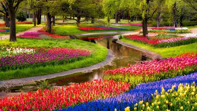Красивый парк, цветы, тюльпаны - Тюльпаны - Цветы - Картинки на рабочий стол