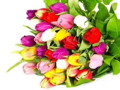 Обои для рабочего стола Букеты Тюльпаны Цветы 4572x3437