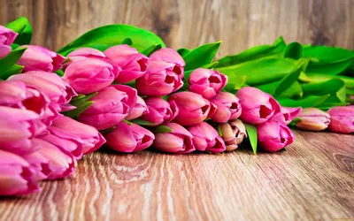 Обои Цветы Тюльпаны, обои для рабочего стола, фотографии цветы, тюльпаны,  розовые, листья Обои для рабочего стола, скачать обои картинки заставки на рабочий  стол.