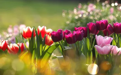 Обои на рабочий стол: Цветы, Тюльпаны, Растения - скачать картинку на ПК  бесплатно № 43900