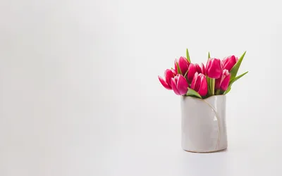 Цветы – тюльпаны, качественные широкоформатные обои для рабочего стола Full  HD 1920x1200