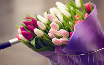 Обои цветы, тюльпаны, много красивых тюльпанов на рабочий стол