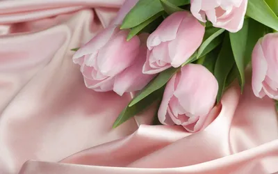 Нежные розовые цветы тюльпанов - обои на рабочий стол