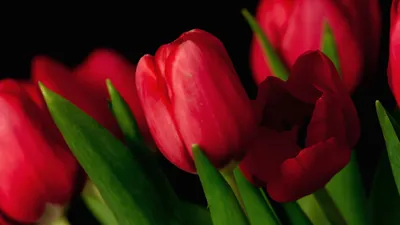 Цветы Красные тюльпаны фото, обои на рабочий стол