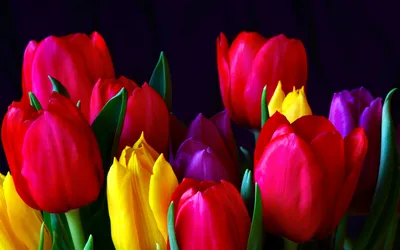 Тюльпаны | Тюльпаны, Цветы, Рабочий стол