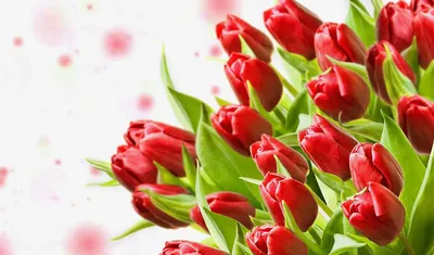 Картинки на рабочий стол цветы самые красивые тюльпаны (68 фото) » Картинки  и статусы про окружающий мир вокруг