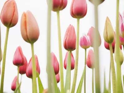 Прекрасные и изысканные розовые тюльпаны | Обои для телефона