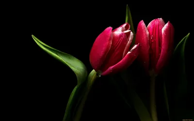 Обои цветы, тюльпаны, взгляд, раздел Цветы, размер 4000x2897 - скачать  бесплатно картинку на рабочий стол и телефон