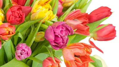 Тюльпаны-ОБОИ- на рабочий стол-Цветы бесплатно