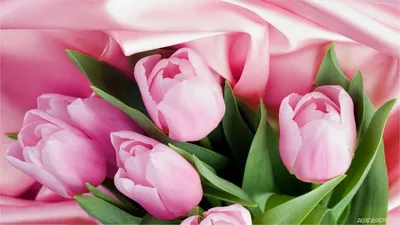 Обои Цветы Тюльпаны, обои для рабочего стола, фотографии цветы, тюльпаны,  фон, бутоны Обои для рабочего стола, скачать обои картинки заставки на рабочий  стол.