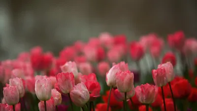 Букет из тюльпанов. разноцветные тюльпаны - обои на рабочий стол