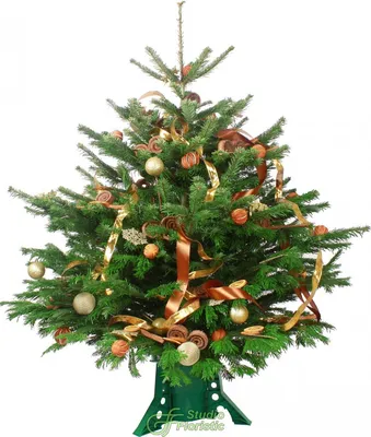 Купить елку наряженную с доставкой по СПб | Новогодние ели из нобилиса