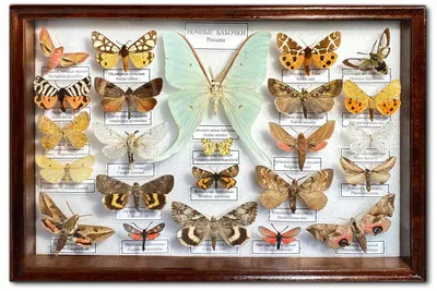 Ночные бабочки: совки, шелкопряды, ночницы, хохлатки, бражники и прочие,  прочие. | Лембо (рекламы НЕТ!) | Дзен