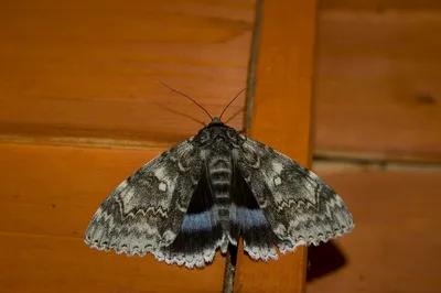 Ночные бабочки - фото и описание - ОМ Плешаков