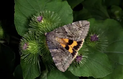 Купить Польские ночные бабочки в витрине, включая Ахеронцию.: отзывы, фото  и характеристики на Aredi.ru (11493816292)