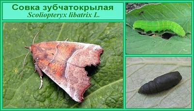 Сувенир - Ночные бабочки России (23 видов) - светлая рамка 300 x 320 x 27 мм
