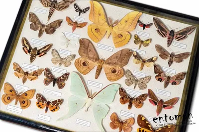 Нетипичны для страны: ночные бабочки поразили красотой казахстанских ученых
