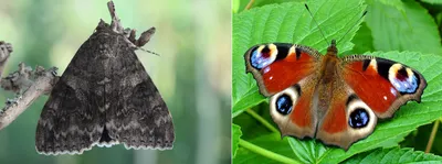 Ночные бабочки: истории из жизни, советы, новости, юмор и картинки —  Горячее, страница 3 | Пикабу