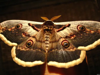 Ночные бабочки» — создано в Шедевруме